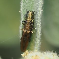 Agrilus lacustris by (c) Russell Pfau, some rights reserved (CC BY), uploaded by Russell Pfau. Used under a CC-BY license.