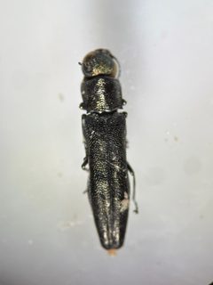 Agrilus oblongus by (c) Emily Franzen, some rights reserved (CC BY), uploaded by Emily Franzen. Used under a CC-BY license.