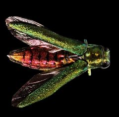 Agrilus planipennis by (c) Benjamin Smith, some rights reserved (CC BY), uploaded by Benjamin Smith. Used under a CC-BY license.