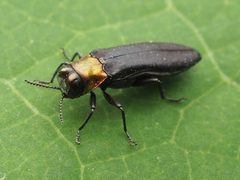 Agrilus ruficollis by no rights reserved, uploaded by Zygy. Used under a CC0 license.