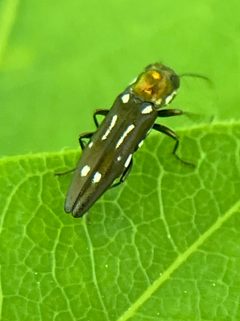 Agrilus scitulus by (c) River Ahlquist, some rights reserved (CC BY), uploaded by River Ahlquist. Used under a CC-BY license.