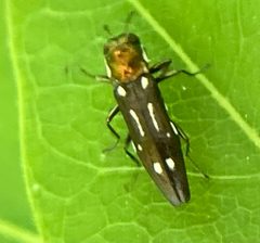 Agrilus scitulus by (c) River Ahlquist, some rights reserved (CC BY), uploaded by River Ahlquist. Used under a CC-BY license.