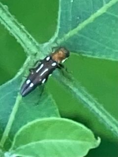 Agrilus scitulus by (c) River Ahlquist, some rights reserved (CC BY), uploaded by River Ahlquist. Used under a CC-BY license.