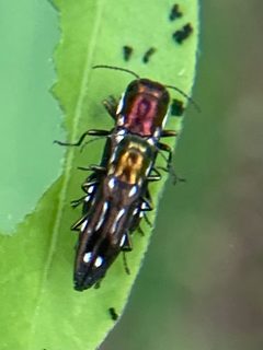 Agrilus scitulus by (c) River Ahlquist, some rights reserved (CC BY), uploaded by River Ahlquist. Used under a CC-BY license.