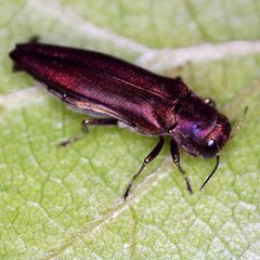 Agrilus sinuatus by (c) Barry Walter, some rights reserved (CC BY), uploaded by Barry Walter. Used under a CC-BY license.