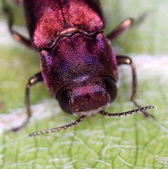 Agrilus sinuatus by (c) Barry Walter, some rights reserved (CC BY), uploaded by Barry Walter. Used under a CC-BY license.