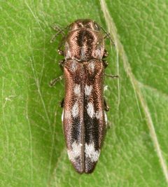 Agrilus subcinctus by (c) skitterbug, some rights reserved (CC BY), uploaded by skitterbug. Used under a CC-BY license.