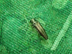 Agrilus subrobustus by no rights reserved. Used under a CC0 license.