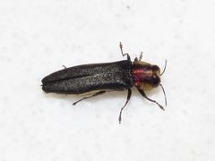 Agrilus vittaticollis by (c) Dan MacNeal, some rights reserved (CC BY), uploaded by Dan MacNeal. Used under a CC-BY license.