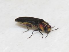 Agrilus vittaticollis by (c) Dan MacNeal, some rights reserved (CC BY), uploaded by Dan MacNeal. Used under a CC-BY license.