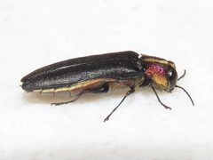 Agrilus vittaticollis by (c) Dan MacNeal, some rights reserved (CC BY), uploaded by Dan MacNeal. Used under a CC-BY license.