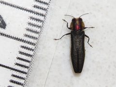 Agrilus vittaticollis by (c) Dan MacNeal, some rights reserved (CC BY), uploaded by Dan MacNeal. Used under a CC-BY license.