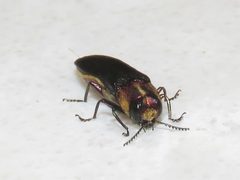 Agrilus vittaticollis by (c) Dan MacNeal, some rights reserved (CC BY), uploaded by Dan MacNeal. Used under a CC-BY license.