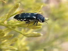 Agrilus walsinghami by no rights reserved, uploaded by Robbie Hannawacker. Used under a CC0 license.