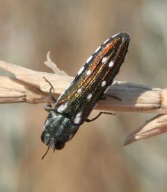 Agrilus walsinghami by (c) Rebecca Ray, some rights reserved (CC BY), uploaded by Rebecca Ray. Used under a CC-BY license.