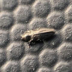 Aphanisticus cochinchinae seminulum by no rights reserved, uploaded by cgmayers. Used under a CC0 license.