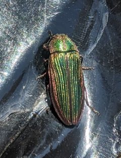 Buprestis intricata by (c) My-Lan Le, some rights reserved (CC BY), uploaded by My-Lan Le. Used under a CC-BY license.