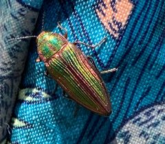 Buprestis intricata by (c) Amanda Fisher, some rights reserved (CC BY), uploaded by Amanda Fisher. Used under a CC-BY license.