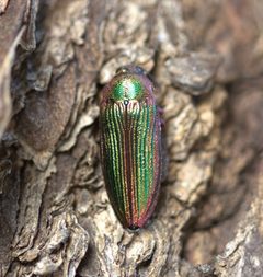 Buprestis intricata by (c) nmoorhatch, some rights reserved (CC BY), uploaded by nmoorhatch. Used under a CC-BY license.