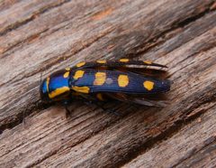 Buprestis by (c) Jon Mortin, some rights reserved (CC BY), uploaded by Jon Mortin. Used under a CC-BY license.