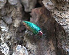 Buprestis connexa by (c) nmoorhatch, some rights reserved (CC BY), uploaded by nmoorhatch. Used under a CC-BY license.