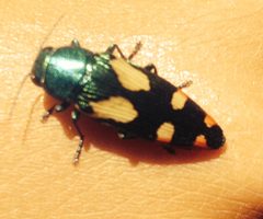 Buprestis gibbsii by (c) Linda Curran, some rights reserved (CC BY), uploaded by Linda Curran. Used under a CC-BY license.