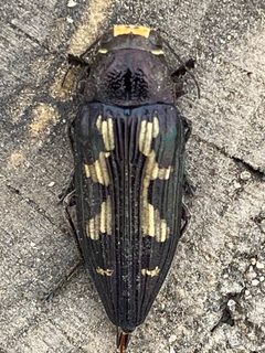Buprestis laeviventris by no rights reserved, uploaded by Ingo Renner. Used under a CC0 license.