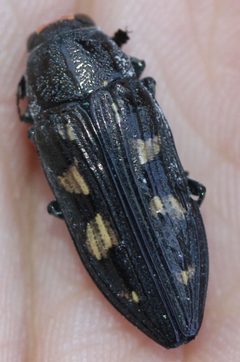 Buprestis laeviventris by (c) Even Dankowicz, some rights reserved (CC BY), uploaded by Even Dankowicz. Used under a CC-BY license.