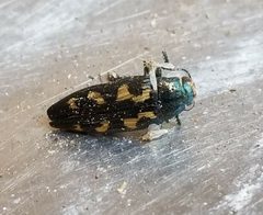 Buprestis laeviventris by (c) Nicole, some rights reserved (CC BY), uploaded by Nicole. Used under a CC-BY license.