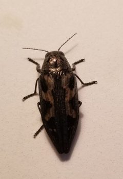Buprestis laeviventris by no rights reserved, uploaded by Nancy C Everett. Used under a CC0 license.