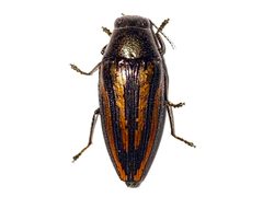 Buprestis lineata by (c) Samuel Paul Galick, some rights reserved (CC BY), uploaded by Samuel Paul Galick. Used under a CC-BY license.