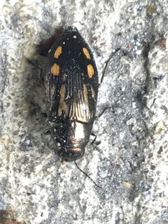 Buprestis maculipennis by (c) Shannon Foreman, some rights reserved (CC BY), uploaded by Shannon Foreman. Used under a CC-BY license.