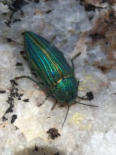 Buprestis prospera by (c) Matt Berger, some rights reserved (CC BY), uploaded by Matt Berger. Used under a CC-BY license.