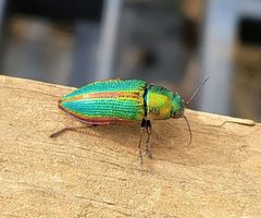 Buprestis salisburyensis by (c) Curtis Burke, some rights reserved (CC BY), uploaded by Curtis Burke. Used under a CC-BY license.