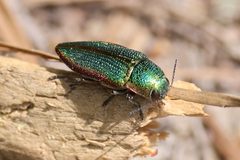 Buprestis salisburyensis by (c) Kathy Richardson, some rights reserved (CC BY), uploaded by Kathy Richardson. Used under a CC-BY license.