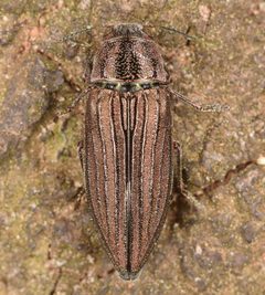Buprestis striata by (c) skitterbug, some rights reserved (CC BY), uploaded by skitterbug. Used under a CC-BY license.