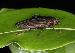 Buprestis striata by (c) Jake McCumber, some rights reserved (CC BY), uploaded by Jake McCumber. Used under a CC-BY license.