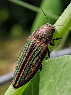 Buprestis striata by no rights reserved, uploaded by Steve Plumb. Used under a CC0 license.