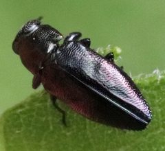 Chrysobothris analis by (c) Catherine C. Galley, some rights reserved (CC BY), uploaded by Catherine C. Galley. Used under a CC-BY license.