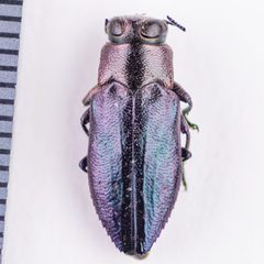 Chrysobothris analis by (c) Justin Williams, some rights reserved (CC BY), uploaded by Justin Williams. Used under a CC-BY license.