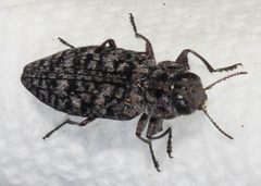 Chrysobothris breviloba by (c) Lon Brehmer, some rights reserved (CC BY), uploaded by Lon Brehmer. Used under a CC-BY license.
