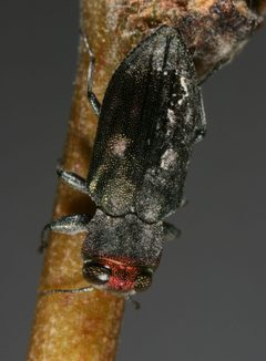 Chrysobothris carmelita by (c) jcowles, some rights reserved (CC BY), uploaded by jcowles. Used under a CC-BY license.