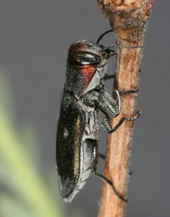 Chrysobothris carmelita by (c) jcowles, some rights reserved (CC BY), uploaded by jcowles. Used under a CC-BY license.