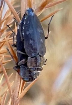 Chrysobothris cribraria by (c) drnancyjackson, some rights reserved (CC BY). Used under a CC-BY license.