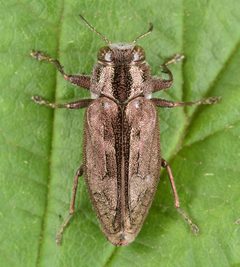Chrysobothris cribraria by (c) skitterbug, some rights reserved (CC BY), uploaded by skitterbug. Used under a CC-BY license.