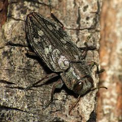 Chrysobothris femorata by (c) Katja Schulz, some rights reserved (CC BY). Used under a CC-BY license.