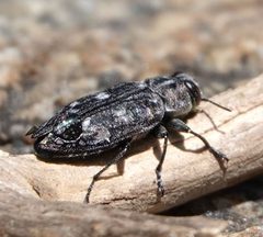 Chrysobothris femorata by (c) desertnaturalist, some rights reserved (CC BY), uploaded by desertnaturalist. Used under a CC-BY license.