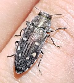 Chrysobothris octocola by (c) Jason Eckberg, some rights reserved (CC BY), uploaded by Jason Eckberg. Used under a CC-BY license.