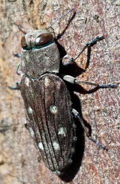 Chrysobothris octocola by (c) Jason Eckberg, some rights reserved (CC BY), uploaded by Jason Eckberg. Used under a CC-BY license.