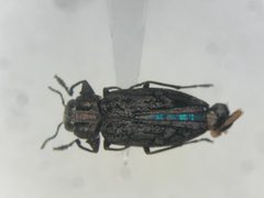 Chrysobothris rotundicollis by no rights reserved, uploaded by Nick Bédard. Used under a CC0 license.